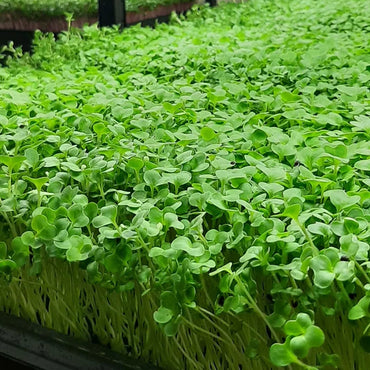 Alfalfa – Organic Microgreen Seed