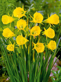 Daffodil Extremadura Bulbs