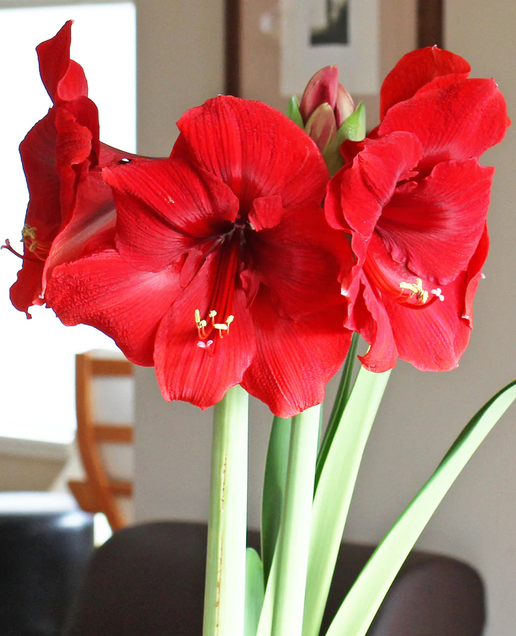 Waxed Amaryllis  Seeds