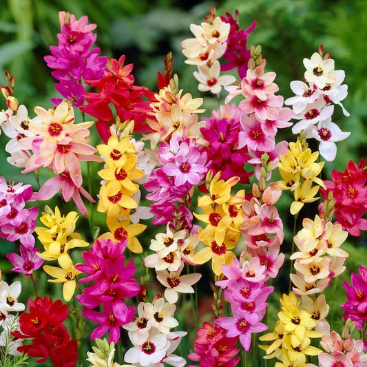 Ixia Giant Pink Bulbs