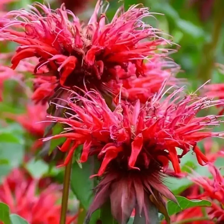 Fireball Bee Balm