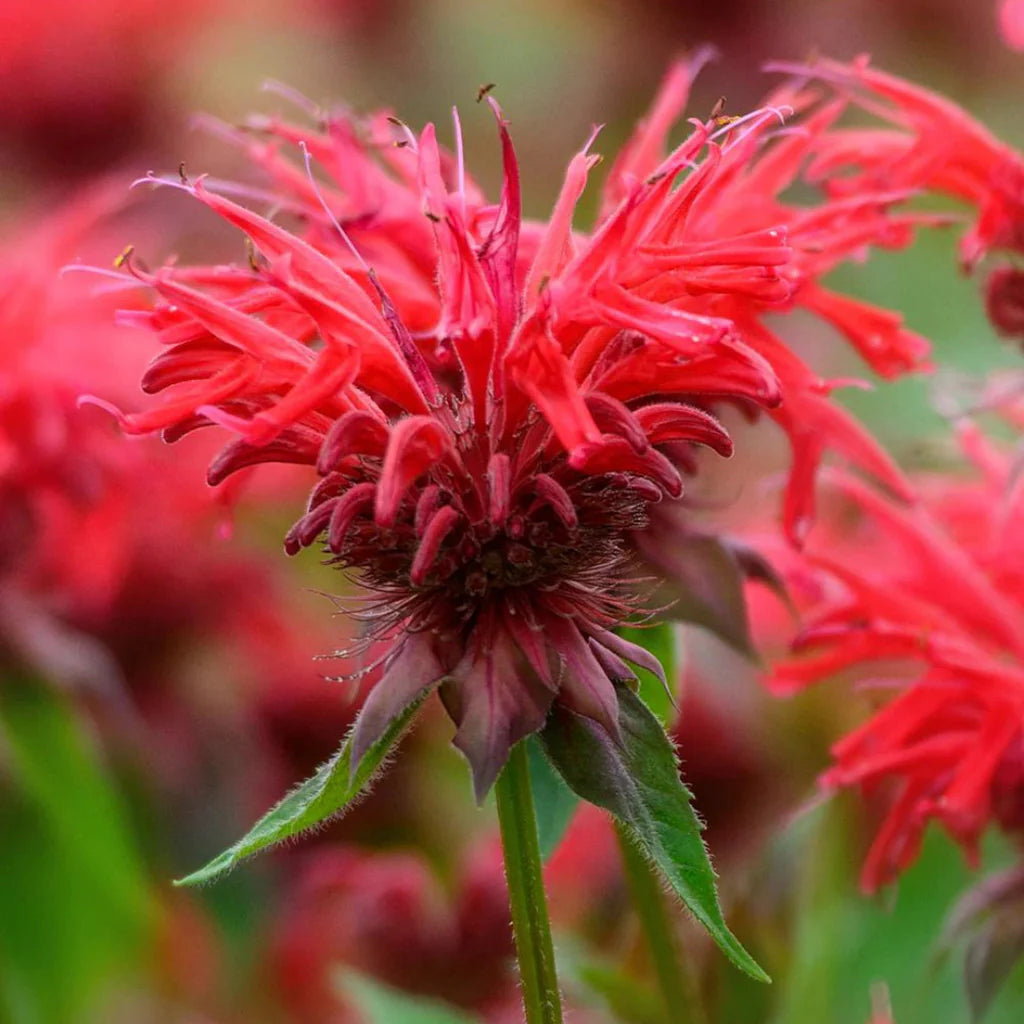 Fireball Bee Balm