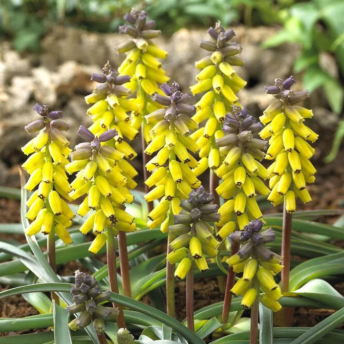 Muscari Grape Yellow Bulbs