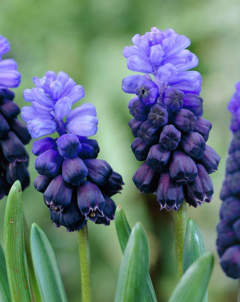 Muscari Latifolium Blue Bulbs