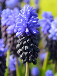 Muscari Latifolium Blue Bulbs