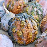 Winter Squash- Musquee de Maroc 25g