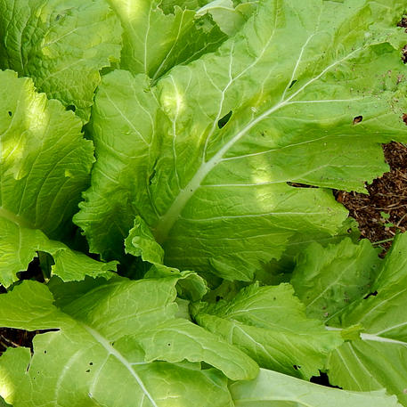 Mustard Greens- Horned