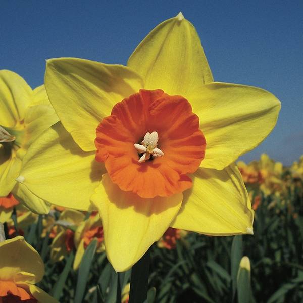 Daffodil Scarlet Gem Yellow Bulb