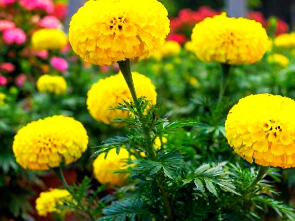 Giant Yellow – Marigold Seed