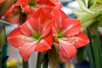 Amaryllis Lily Double Orange Bulb