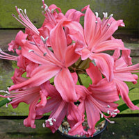 Nerine Lily Pink Bulb