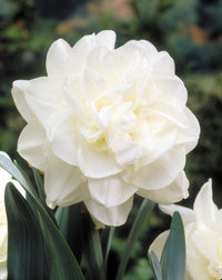 Daffodil Obdam White Bulb