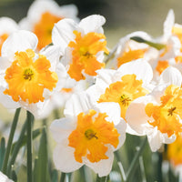 Daffodil Orangery White Yellow Bulb