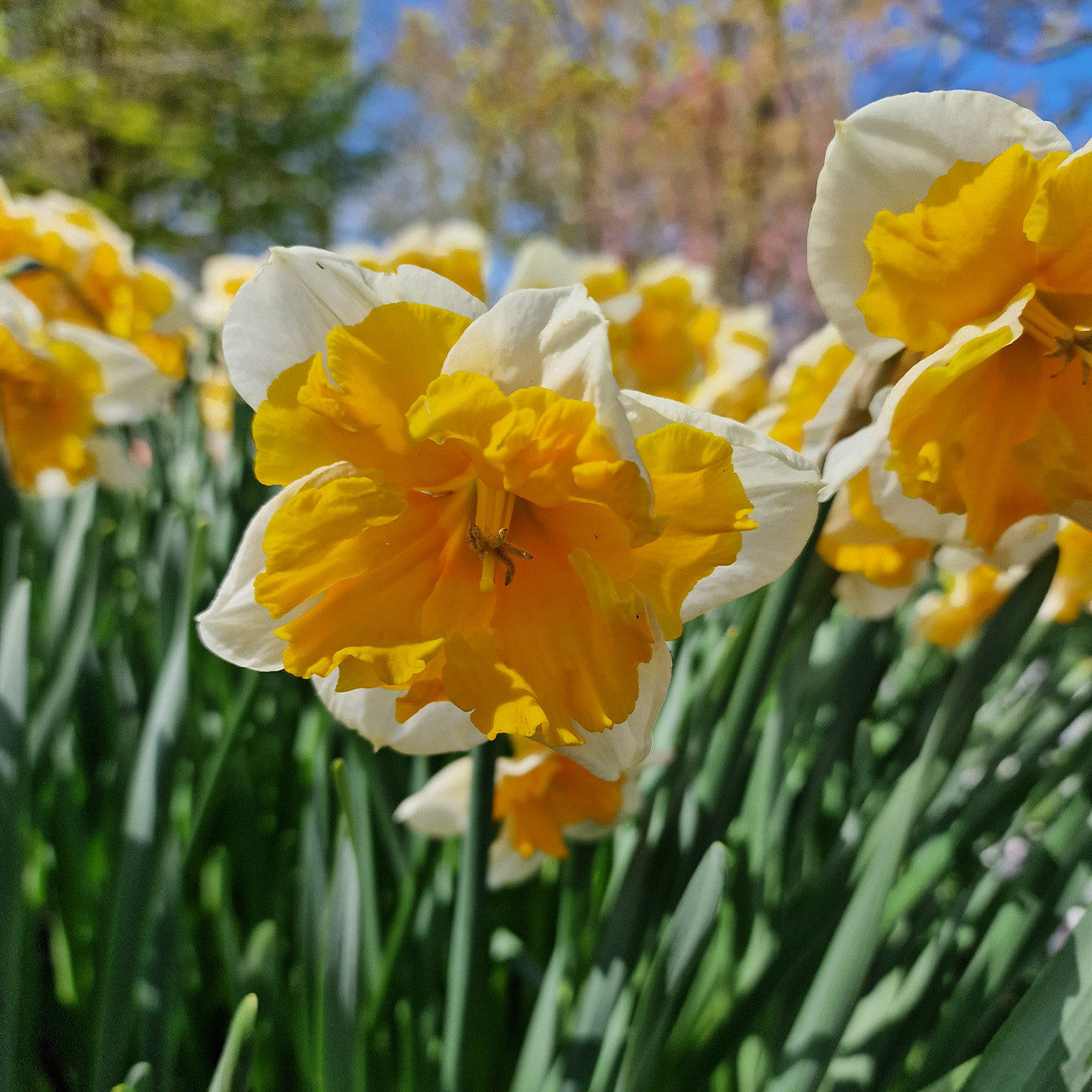 Daffodil Orangery White Yellow Bulb