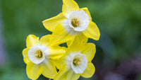 Daffodil Pipit Intrigue Yellow Bulb