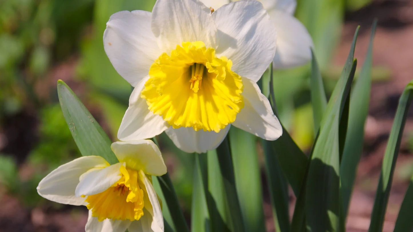 Daffodil Las Vegas White Yellow Bulb