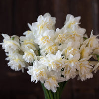 Daffodil Obdam White Bulb