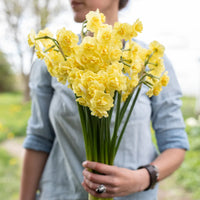 Yellow Cheerfulness – Narcissus