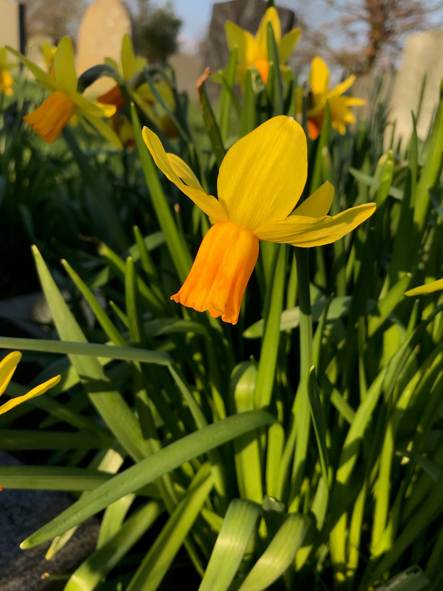 Daffodil Fortissimo Yellow Bulb