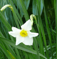 Daffodil Poeticus Nargis White Bulb