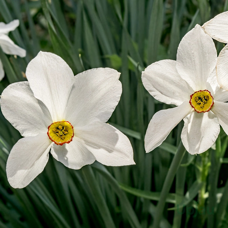 Actaea Daffodil Seeds