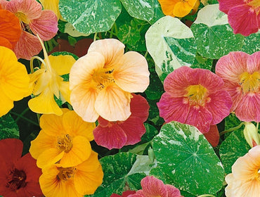 Alaska Mix – Nasturtium Seed