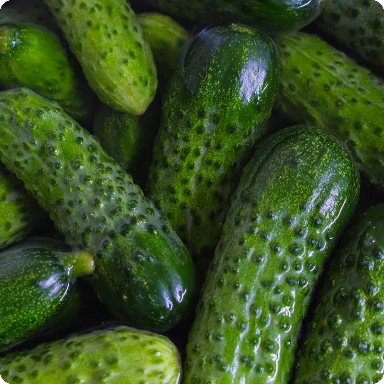 Cucumber- National Pickling