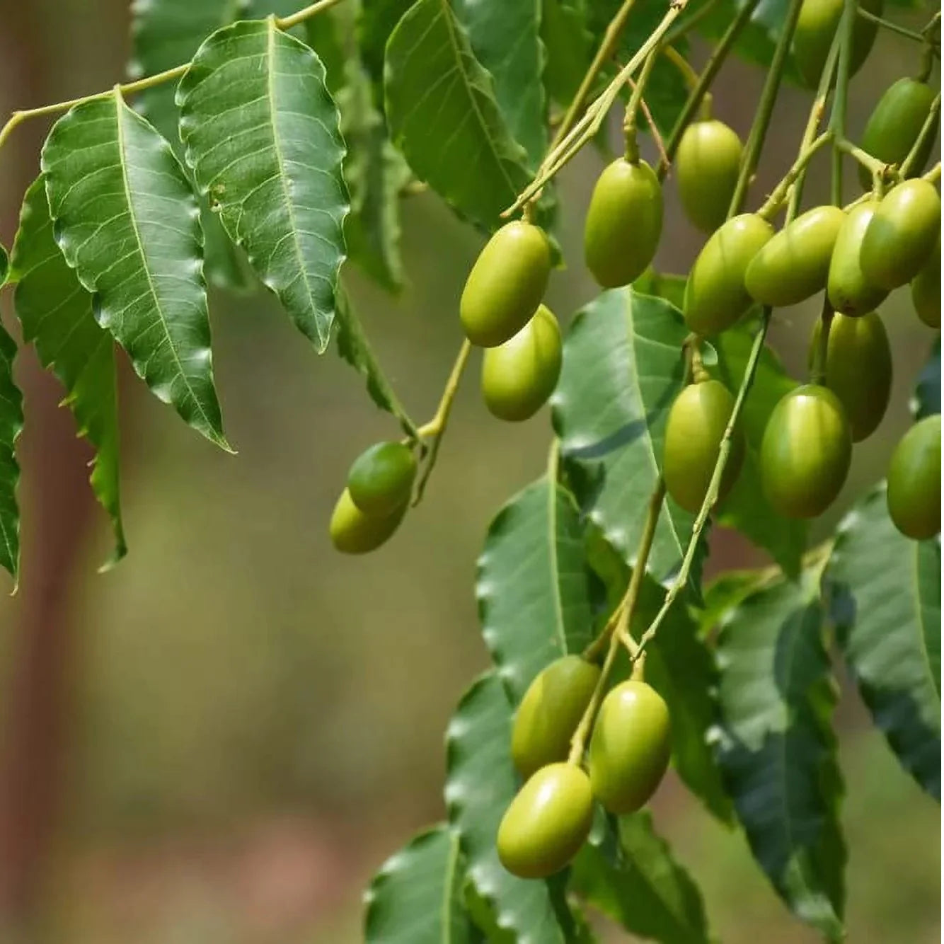 Azadirachta Indica, Neem - Seeds