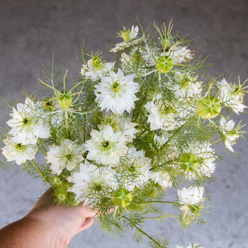 Albion Green Pod – Nigella Seed