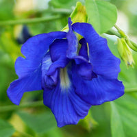 Blue Butterfly Pea