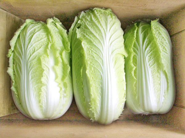 Cabbage, Chinese- Michihili