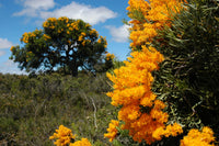 Western Australian Christmas Tree