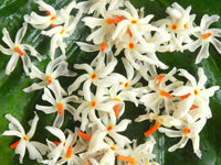 Night-Blooming Jasmine Nyctanthes arbor-tristis Seeds