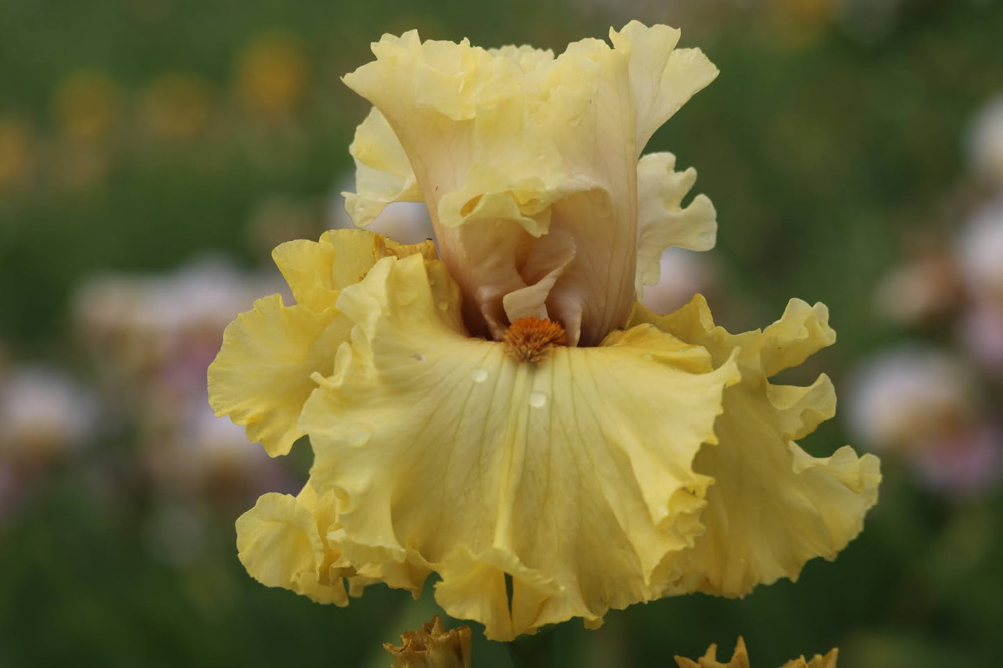 Woven Sunlight Bearded Iris Seeds