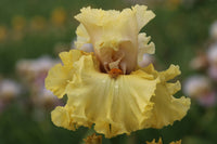 Woven Sunlight Bearded Iris Seeds