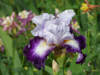 Tillamook Bay Reblooming Bearded Iris Seeds