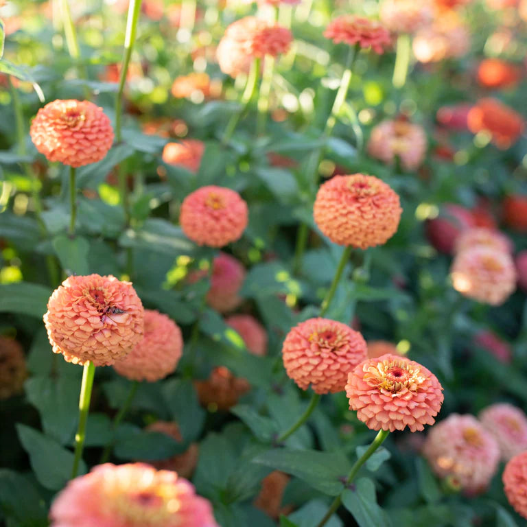 Zinnia- Oklahoma Salmon