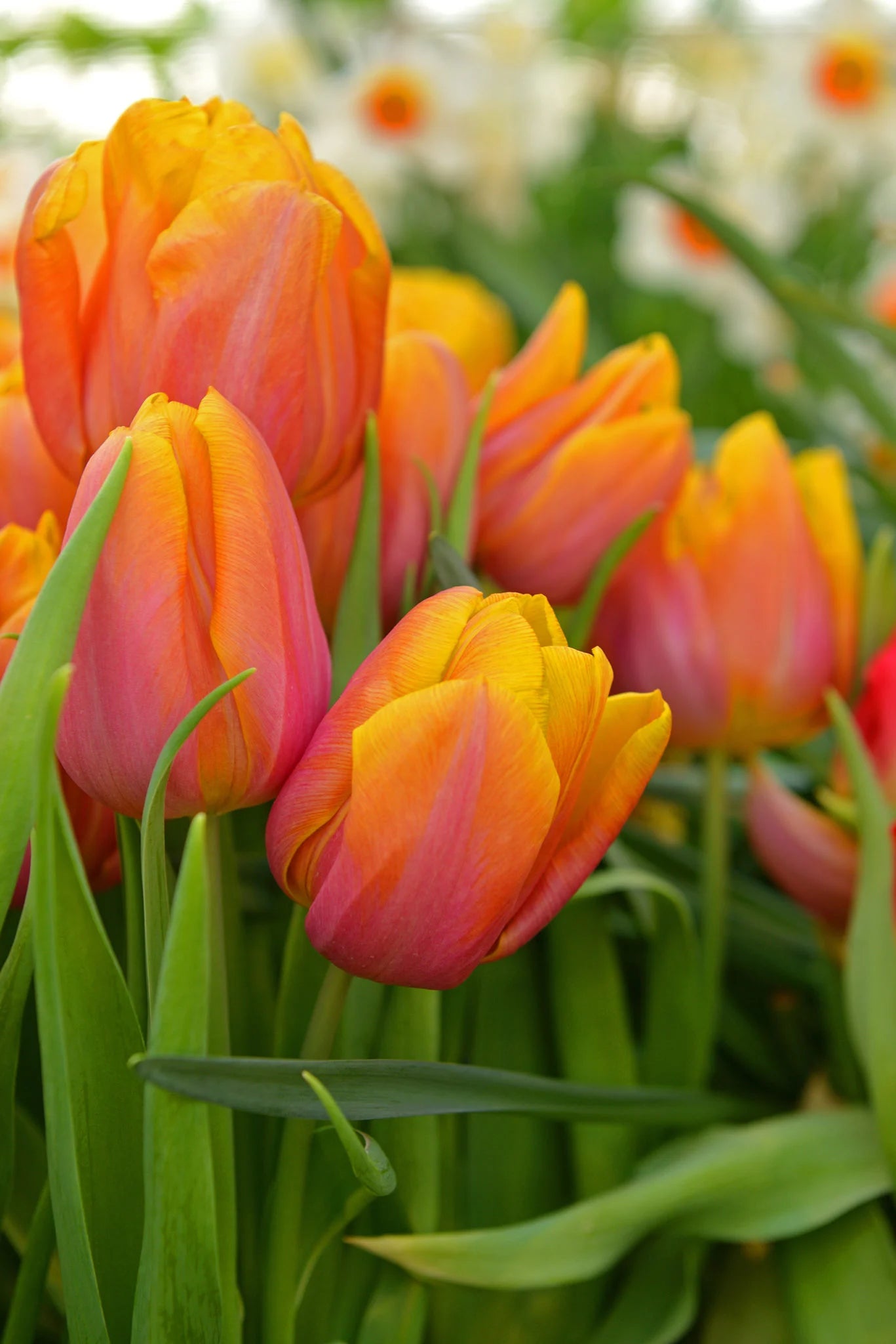 Tulip Salmon Van Eijk Pink Bulbs