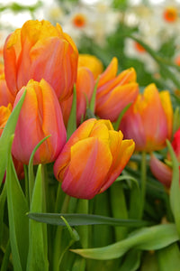 Tulip Salmon Van Eijk Pink Bulbs