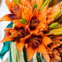 Antequera Asiatic Lily Orange Bulbs