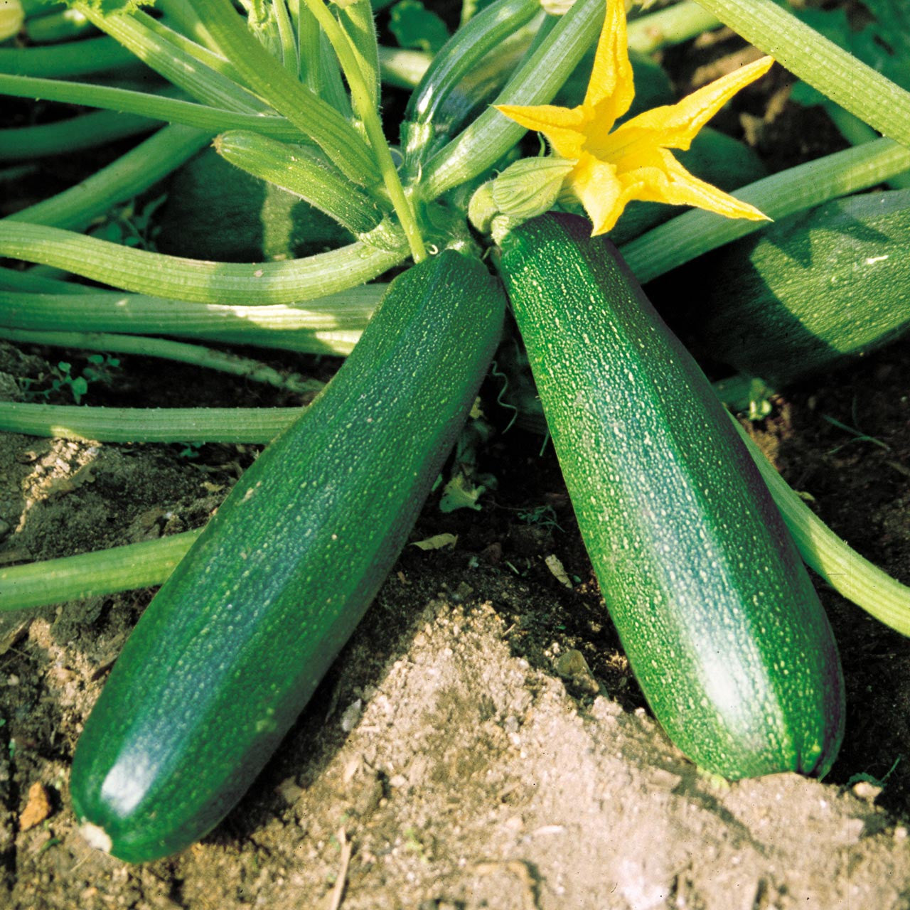 Zucchini- Black Beauty