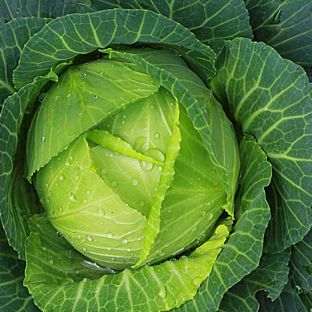 Cabbage, Chinese- Pak Choi- Green