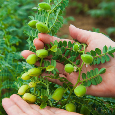 Beans, Garbanzo – Sprouting Seeds