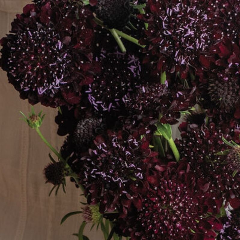 Black Beauty – Organic Scabiosa Seed