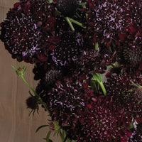 Black Beauty – Organic Scabiosa Seed