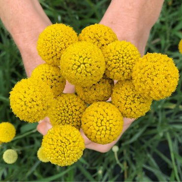 Sun Ball – Craspedia Seed