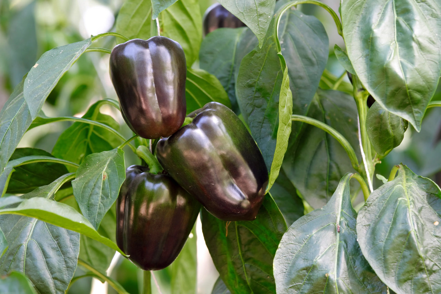 Capsicum- Chocolate Beauty