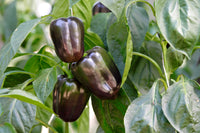 Capsicum- Chocolate Beauty