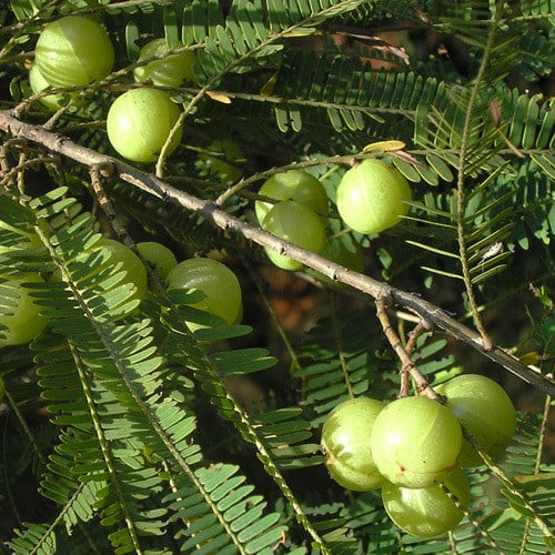 Phyllanthus Emblica, Amla - Seeds