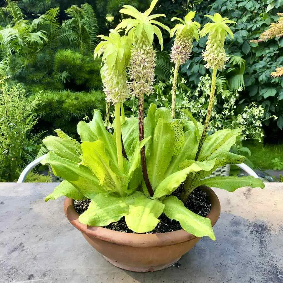 Bicolor Pineapple Lily